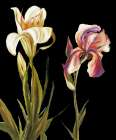 The Garden At Night II Art Print