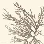 Brown Coastal Coral I Art Print