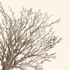 Brown Coastal Coral II Art Print