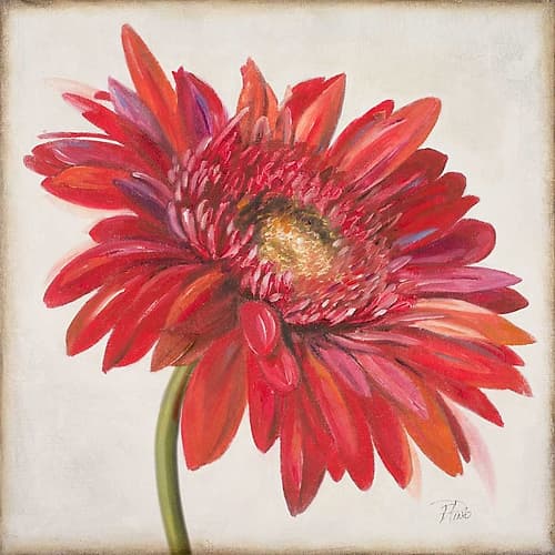 Red Gerber Daisy Art Print