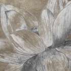 Soft Lotus Art Print