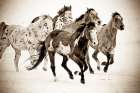 Painted Horses Run Art Print
