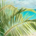 Bright Coconut Palm I Art Print