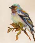 Bird on Perch II Art Print