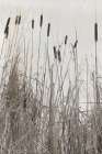 Kates Rushes I Art Print