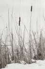 Kates Rushes II Art Print