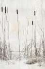 Kates Rushes III Art Print