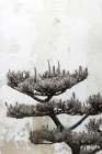 Japanese Tree Art Print