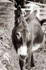 Cottage Donkey I Art Print