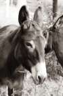 Cottage Donkey II Art Print