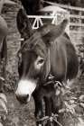 Cottage Donkey III Art Print