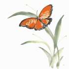 Butterfly Orange I Art Print