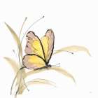 Butterfly Yellow I Art Print