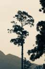 Lone Tree Japan Art Print