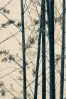 Japanese Bamboo I Art Print