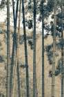 Japanese Bamboo II Art Print