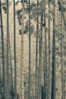 Japanese Bamboo III Art Print