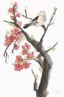Red Plum Branch II Art Print