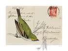 Postcard Bird I Art Print