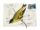 Postcard Bird II Art Print