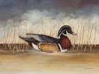 Wood Duck Art Print