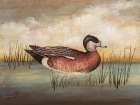 American Wigeon Art Print