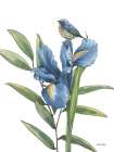 Blue Botanica VIII Art Print