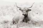 Meadow Guardian I Art Print