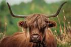 Highland Meadow Portrait Art Print