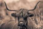 Highland Meadow Portrait Sepia Art Print