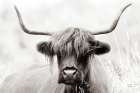 Highland Meadow Portrait BW Art Print