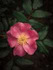 Wild Rose I Art Print