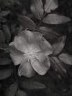 Wild Rose BW I Art Print