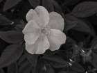 Wild Rose BW II Art Print