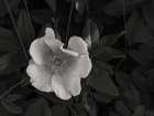 Wild Rose BW III Art Print