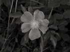 Wild Rose BW IV Art Print