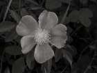 Wild Rose BW V Art Print