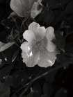 Wild Rose BW VI Art Print