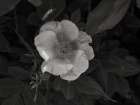 Wild Rose BW VII Minimalist Print