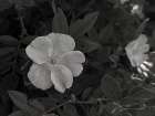 Wild Rose BW VIII Art Print