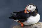 Atlantic Puffin Art Print