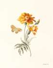 Autumn Marigold I Art Print