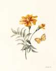 Autumn Marigold II Art Print