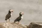 Atlantic Puffin Pair Art Print