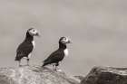 Atlantic Puffin Pair Sepia Art Print