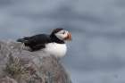 Atlantic Puffin Resting Art Print
