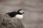Atlantic Puffin Resting Sepia Art Print