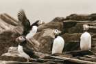 Atlantic Puffin Colony Art Print