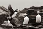 Atlantic Puffin Colony BW Art Print