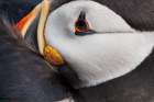 Atlantic Puffin Tucked Art Print